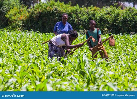 Farmers Weeding Editorial Stock Photo Image Of Nature