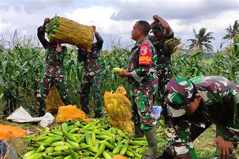 Babinsa Kedungkandang Turun Sawah Bantu Petani Panen Jagung Manis