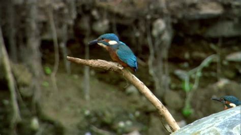 Watch Kingfisher Bird Hunt Underwater Irelands Wild River Nature