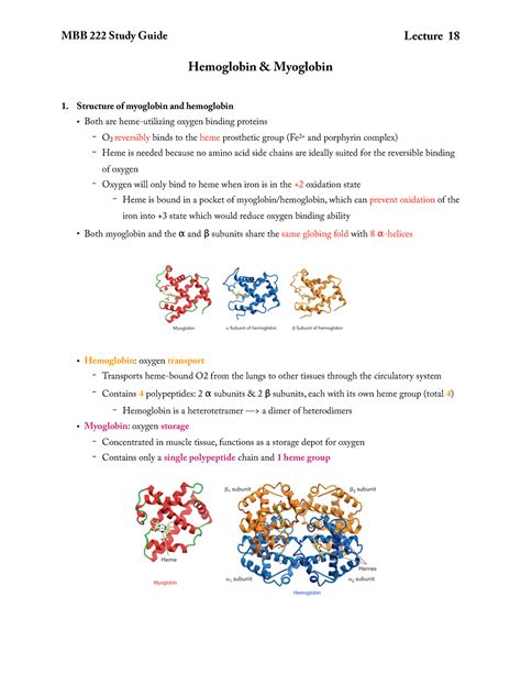 Hemoglobin Myoglobin Hemoglobin Myoglobin Structure Of Myoglobin