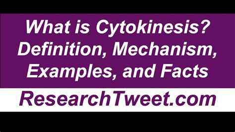 What is Cytokinesis? Definition, Mechanism, Examples, and Facts - YouTube