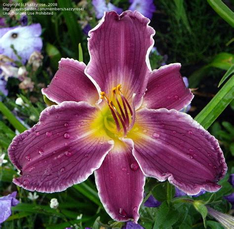 Plantfiles Pictures Daylily Indian Giver Hemerocallis By Daylilyslp