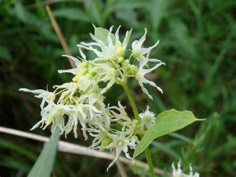 Echinocystis lobata (Wild cucumber vine) (Sicyos lobatus)