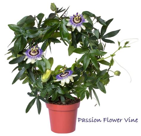 Rooting Passion Flower Cuttings In Water Best Flower Site