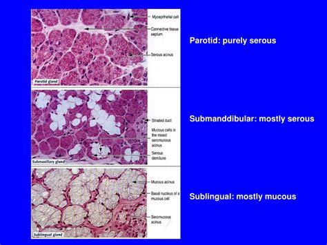 Ppt Salivary Glands Powerpoint Presentation Free Download Id 9293051