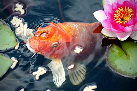 Teichfische Beliebte Fische für den Gartenteich HORNBACH