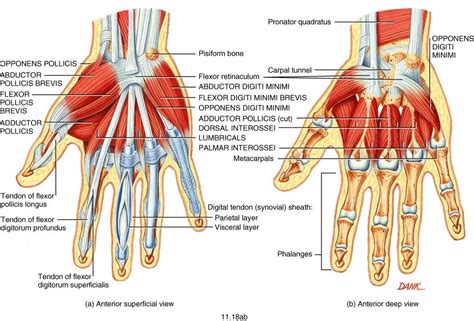 Intrinsic Hand Muscle Medical Illustration Medical Anatomy Med