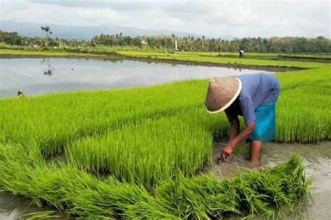 Memasuki Musim Kemarau Petani Bantul Mulai Panen Jagung Dan Kacang Tanah