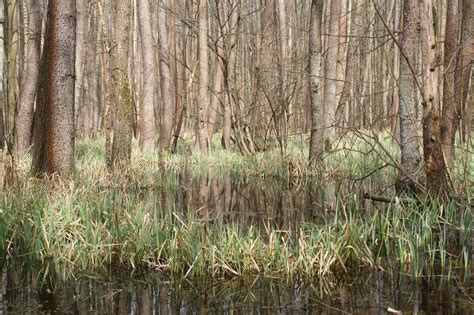 Kraina Wędrujących Wysp W Lasach Skulskich