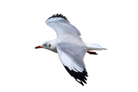 Premium Photo Beautiful Seagull Flying Isolated On White Background