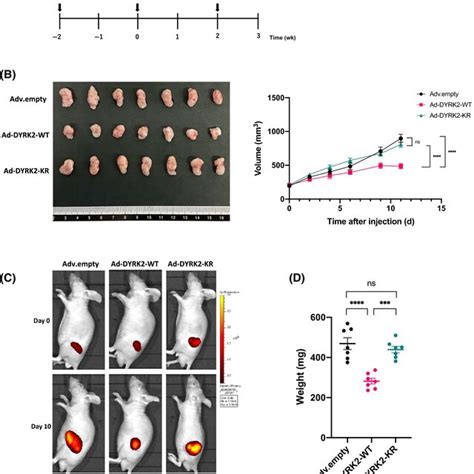 Advs Expressing Dualspecificity Tyrosineregulated Kinase 2 AdDYRK2