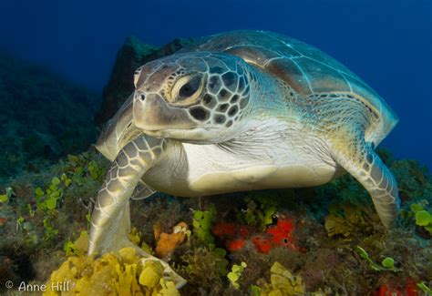 Jupiter Marine Spotlight Green Sea Turtle — Jupiter Scuba Diving