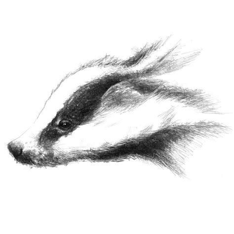 British Badger Seanbriggs