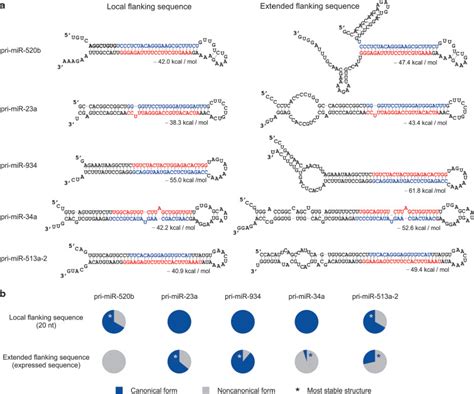 Design Of Effective Primary MicroRNA Mimics With Different Basal Stem