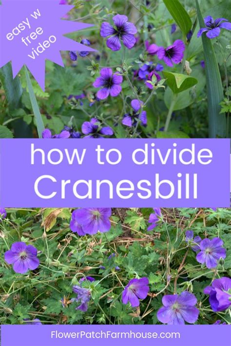 How To Take Cuttings From Cranesbill Geraniums