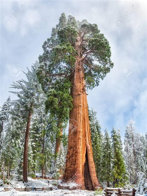 Giant Sequoia Tree (largest tree on earth) in Sequoia National Park : r/pics