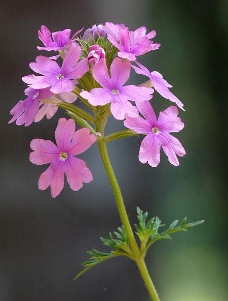 Flower - Verbena - Moss Verbena, Purple - St. Clare Heirloom Seeds