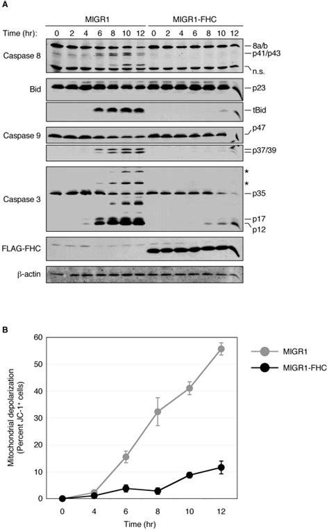 Ferritin Heavy Chain Upregulation by NF κB Inhibits TNFα Induced