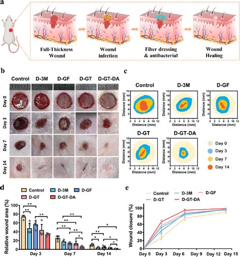 In Vivo Infected Full Thickness Wound Healing A Schematic