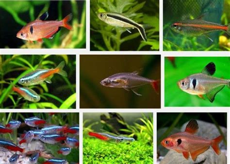 Jenis Ikan Hias Air Tawar Aquarium Terlengkap Dari A Z