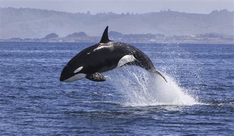 Incredibly rare killer whale attack seen off south west coast - Extra.ie