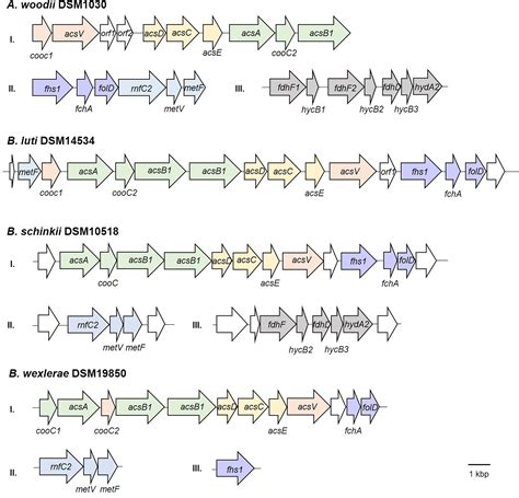 A Functional Woodljungdahl Pathway Devoid Of A Formate Dehydrogenase