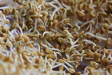 Fenugreek sprouts – Simply Sentient