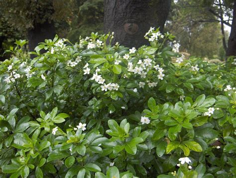 Choisya ternata - Mexican orange blossom hedge photos