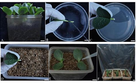 An Efficient And Reproducible Method For Producing Composite Plants By Agrobacterium Rhizogenes