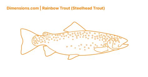 Rainbow Trout Steelhead Trout Dimensions And Drawings