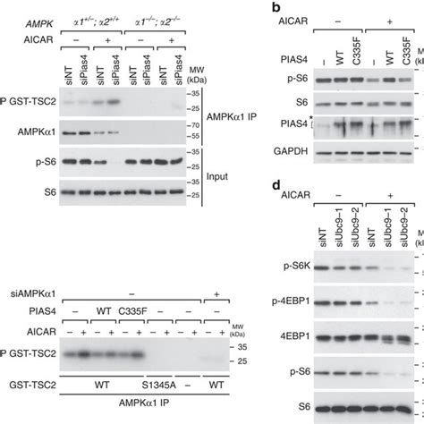 Pias Depletion Potentiates Ampk Activity Towards Mtorc And Inhibits