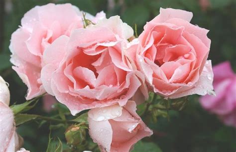 15 Best Varieties of Grandiflora Roses - Best Landscape Ideas