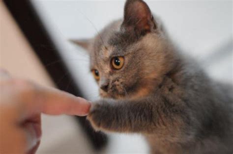 Por Qué Cuando Acaricio A Mi Gato Levanta La Cola