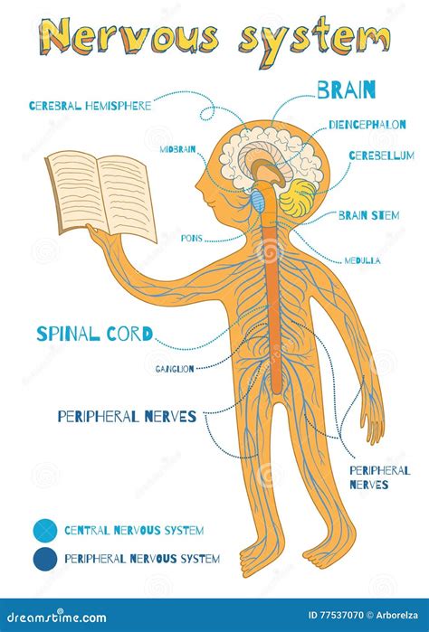 Schema Du Systeme Nerveux Dans Le Corps Humain