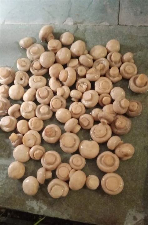 Maharashtra Organic Button Mushroom Packaging Type Loose G At