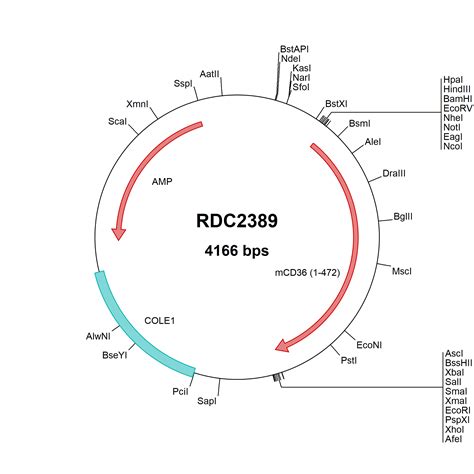 Mouse Lrig Np Versaclone Cdna Rdc R D Systems