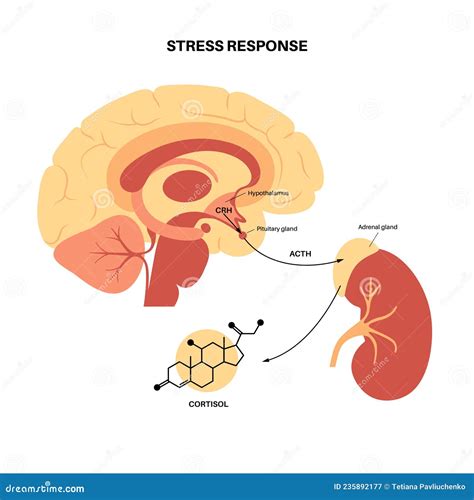 Stress Responce System Stock Vector Illustration Of Organ 235892177