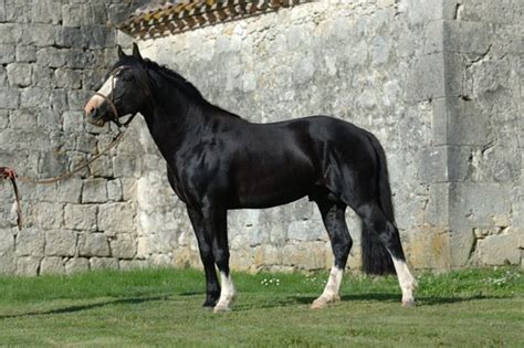 Criollo Horse | Criollo breeding in France