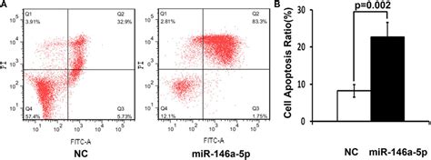 Frontiers Microrna A P Induces Cell Cycle Arrest And Enhances