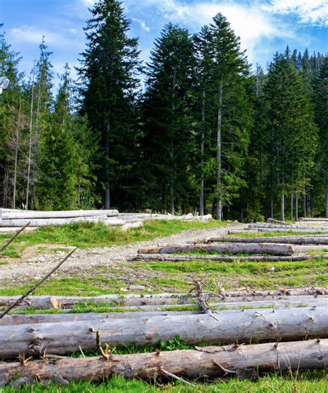 About Us Lone Star Forestry Mulching