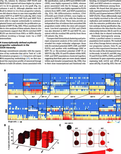 Single Cell Gene Expression Profiling Of FL And BM Subsets A Single