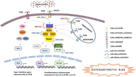 Biology Free Full Text Potential Impact Of Polymorphisms In Toll Like Receptors 2 3 4 7