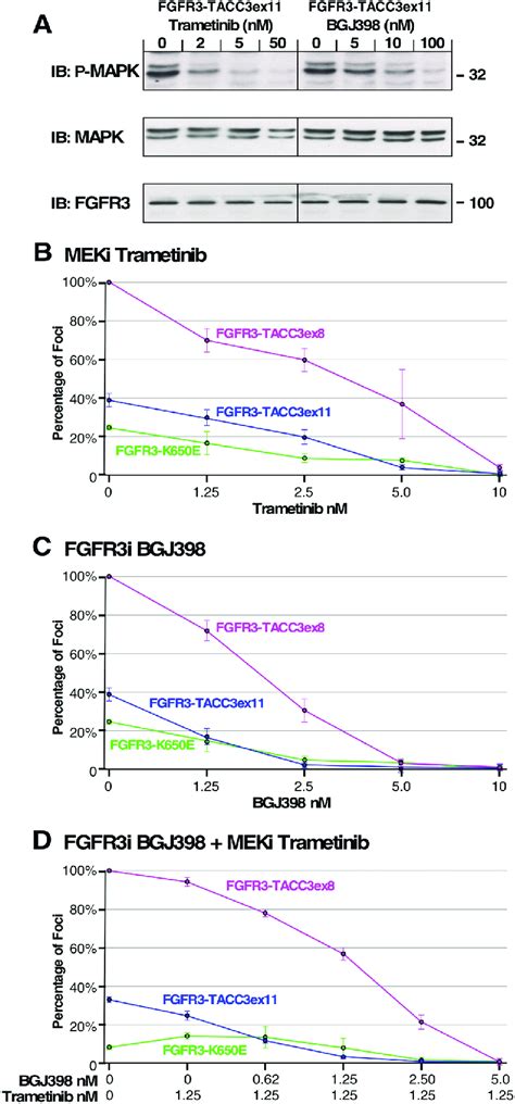 Effect Of Mek And Fgfr Inhibitors On Cell Transformation And Mapk