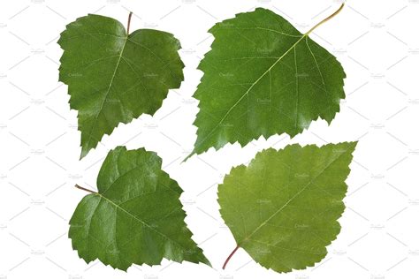 Birch leaves featuring leaf, birch, and foliage | Nature Stock Photos ~ Creative Market