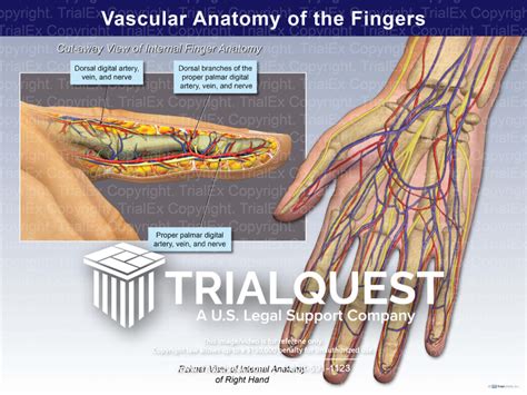 Vascular Anatomy of the Fingers. - TrialExhibits Inc.