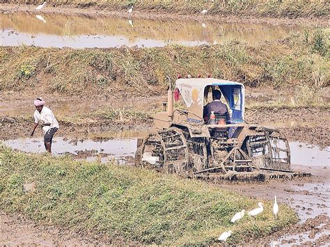 యసగక యరయ కరవ urea shortage