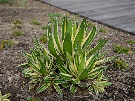 Agave Univittata Splendida World Of Succulents