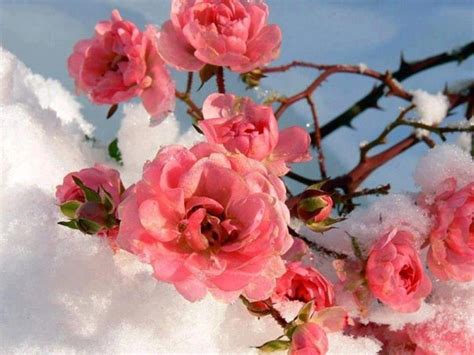 Flowers in Snow Wallpapers - Top Free Flowers in Snow Backgrounds ...