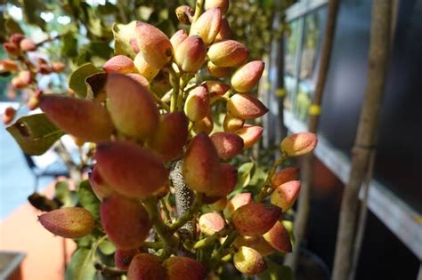 Premium Photo | Pistachio tree with flowers and fruits pistachio fruit ...