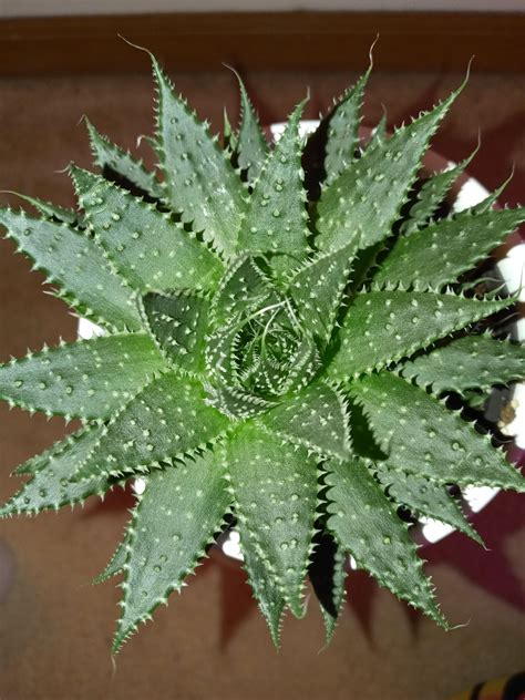 Aloe Plant Care Aloe Care Growing Succulents Cacti And Succulents